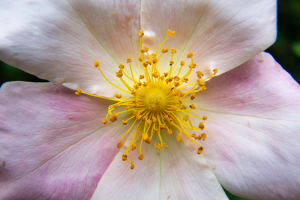 ADS_9903-macro