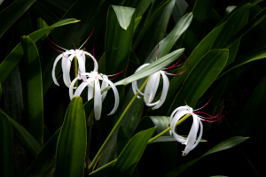 floralADS_8523