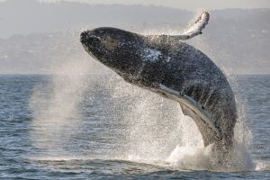 ADS_3747-wildlife