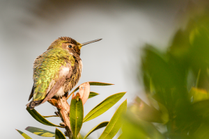 ADS_4135-wildlife