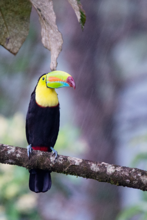 ADS_7244-wildlife