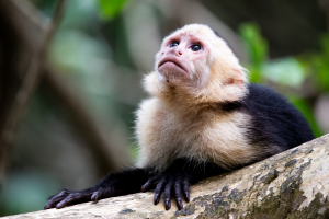 ADS_8062-wildlife