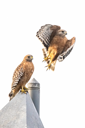 wildlifeADS_2941