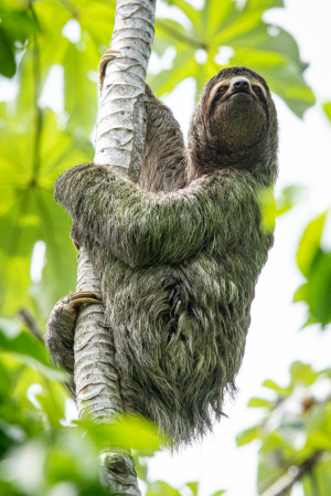 wildlifeADS_8231
