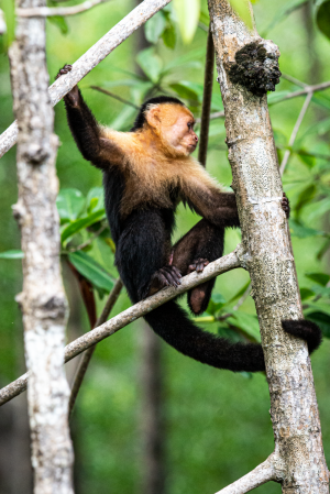 wildlifeADS_8503